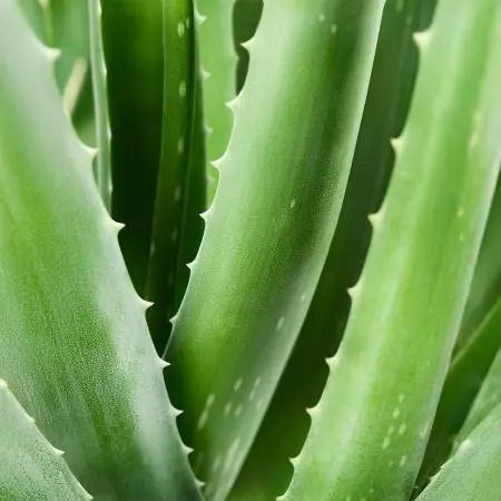Spray de premiers secours avec de 98% Aloe Vera - 150 ml